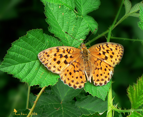 Le Nacr de la ronce Brenthis daphne