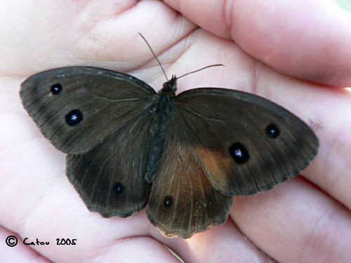 Le Grand Ngre des bois Minois dryas