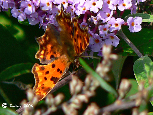 Robert le diable Polygonia c-album 