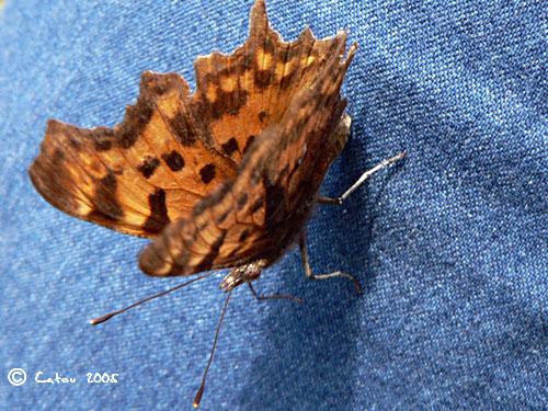 Robert le diable Polygonia c-album 