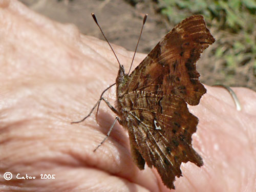 Robert le diable Polygonia c-album 