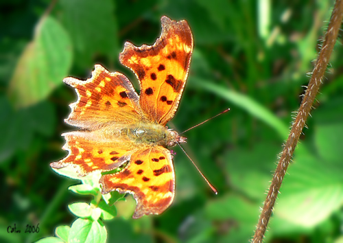 Robert le diable Polygonia c-album