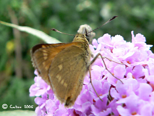 Sylvaine Ochlodes venatus 