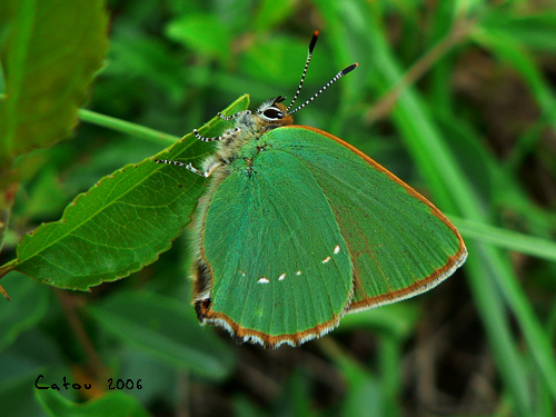 Le Thecla de la ronce Callophrys rubi
