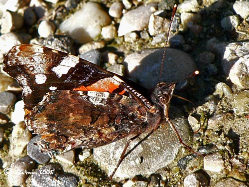 Le Vulcain Vanessa atalanta 