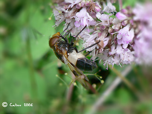 Volucelle transparente Volucella pellucens 