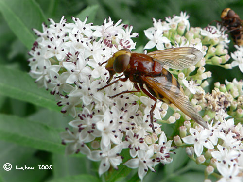 Volucelle zone Volucella zonaria 